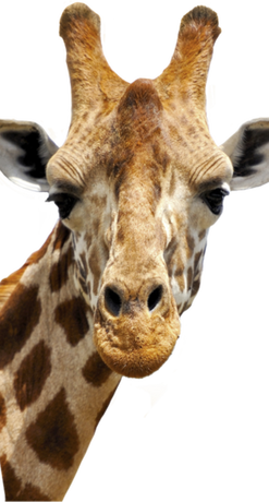 Nadruk Żyrafa Etui - Przód