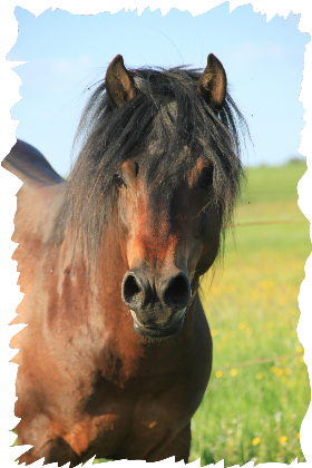 Nadruk portret konia - Przód