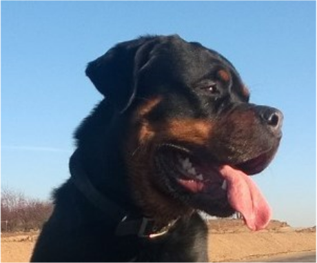 Nadruk ROTTWEILER 1 - Przód