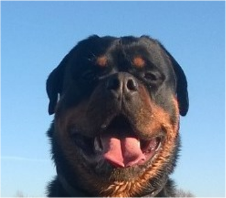 Nadruk ROTTWEILER 2 - Przód