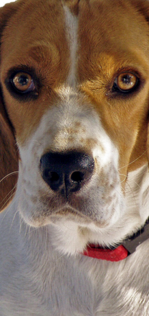 Nadruk Etui Beagle na telefon - Przód