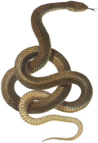 Nadruk wąż - Przód