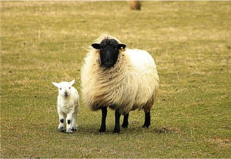 Nadruk owce - Przód