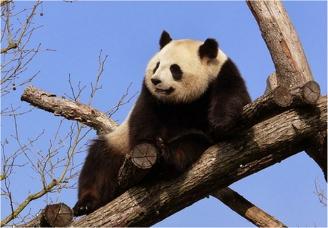 Nadruk panda - Przód