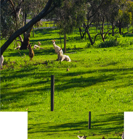 Nadruk Australia Kangoo - Przód