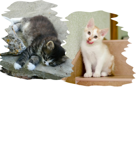 Nadruk CHCE BYĆ KOTEM - Przód