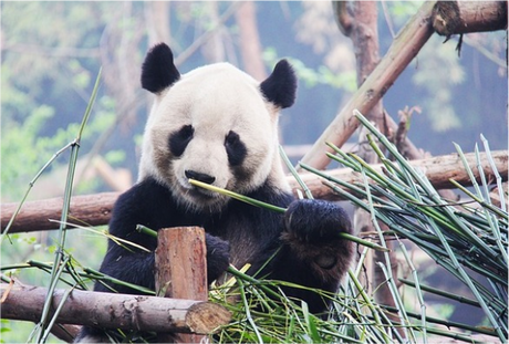 Nadruk panda - Przód