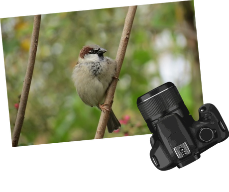 Nadruk OBSERWATOR PTAKÓW - Przód