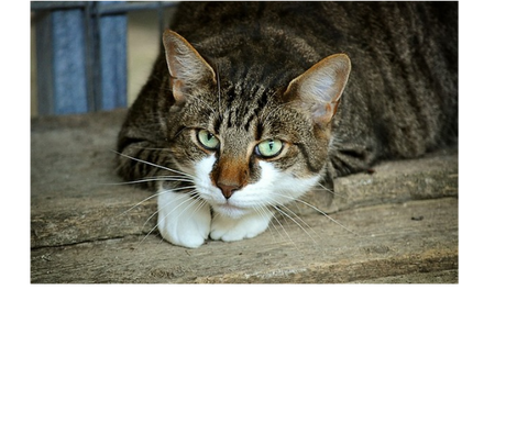 Nadruk KOTY TO MAJĄ ŻYCIE - Przód