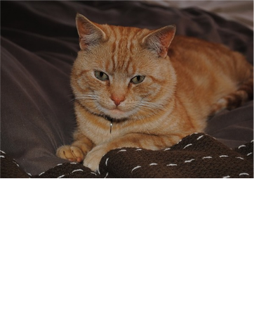 Nadruk koty mają służących - Przód