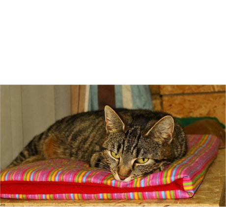 Nadruk DRZEMKA 45 - Przód