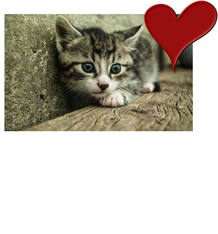 Nadruk WOLĘ G4 - Przód