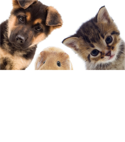 Nadruk ZWIERZĘTA SĄ BARDZIEJ LUDZKIE - Przód