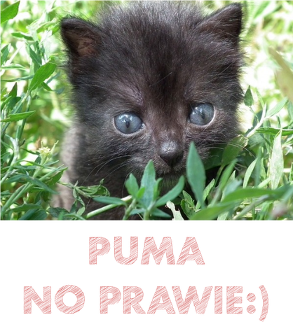 Nadruk PUMA, NO PRAWIE - Przód