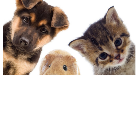 Nadruk NAJLEPSI PRZYJACIELE - Przód