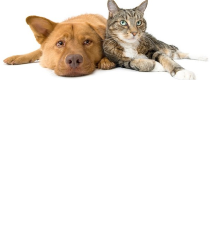 Nadruk DOCEŃMY ZWIERZAKI - Przód