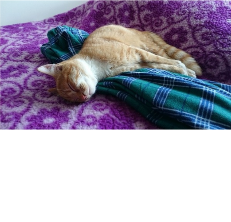 Nadruk PADAM Z NÓG - Przód