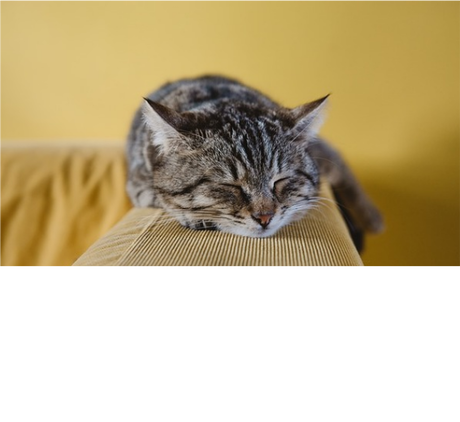 Nadruk DRZEMKA - Przód