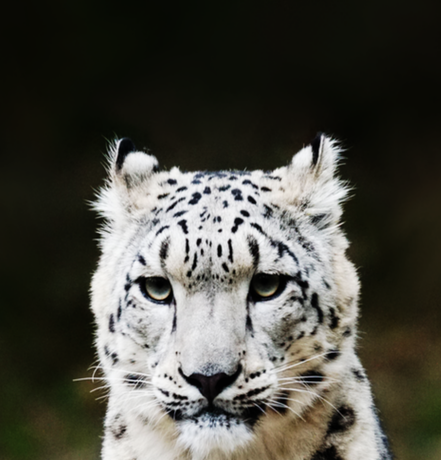 Nadruk Biały tygrys - Przód