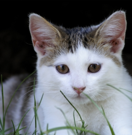 Nadruk The Streeters Cat - Przód