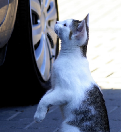 Nadruk The Streeters Cat - Tył