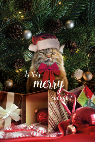 Nadruk świąteczne, kot grumpy cat, is this grumpy enough? - Przód
