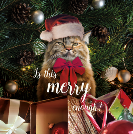 Nadruk świąteczne, święta, kot grumpy cat, is this grumpy enough? - Przód