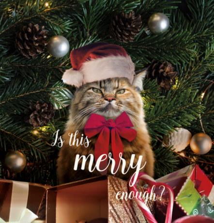 Nadruk świąteczne, kot grumpy cat, is this merry enough - Przód