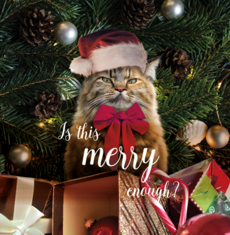 Nadruk świąteczne, kot grumpy cat, is this merry enough? - Przód