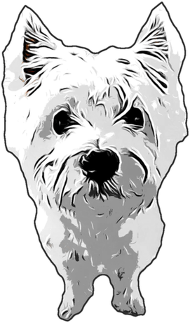 Nadruk Męska Westie West Highland White Terrier 3 - Przód