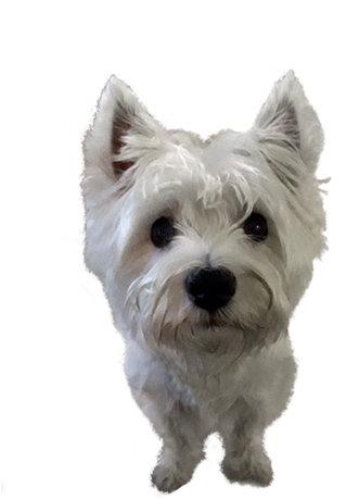 Nadruk Westie West Highland White Terrier Na Wprost - Przód