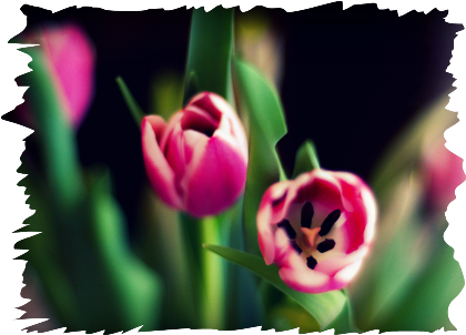 Nadruk ze zdjęciem tulipanów. - Przód