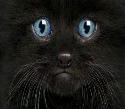 Nadruk BLACK KITTY - Przód