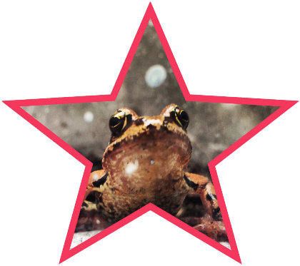 Nadruk Frog Star - Przód