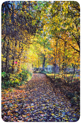 Nadruk Autumn Way In Forest - Przód