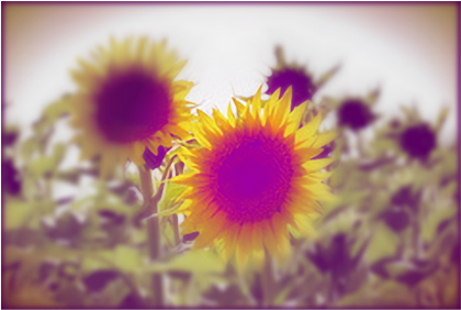 Nadruk Sunflowers - Przód