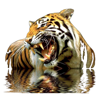 Nadruk Tygrys - Przód